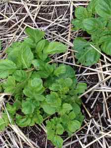 potatoes growing